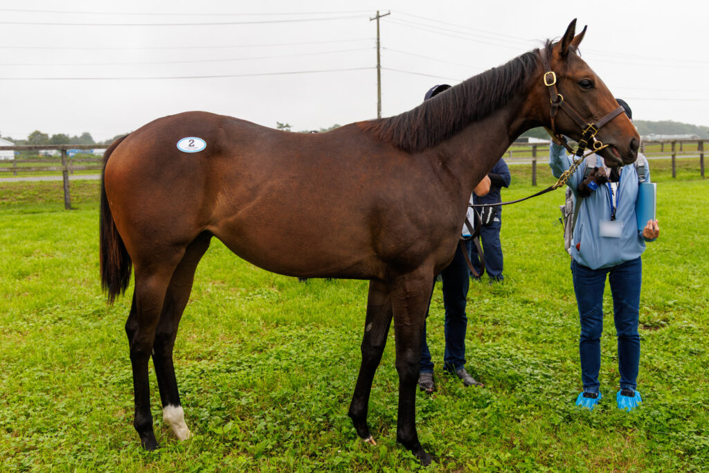 2026年シルク・ホースクラブ募集馬ツアーで訪れたノーザンファームYearling。「ソーディヴァインの25」を横から撮影した馬体の写真。