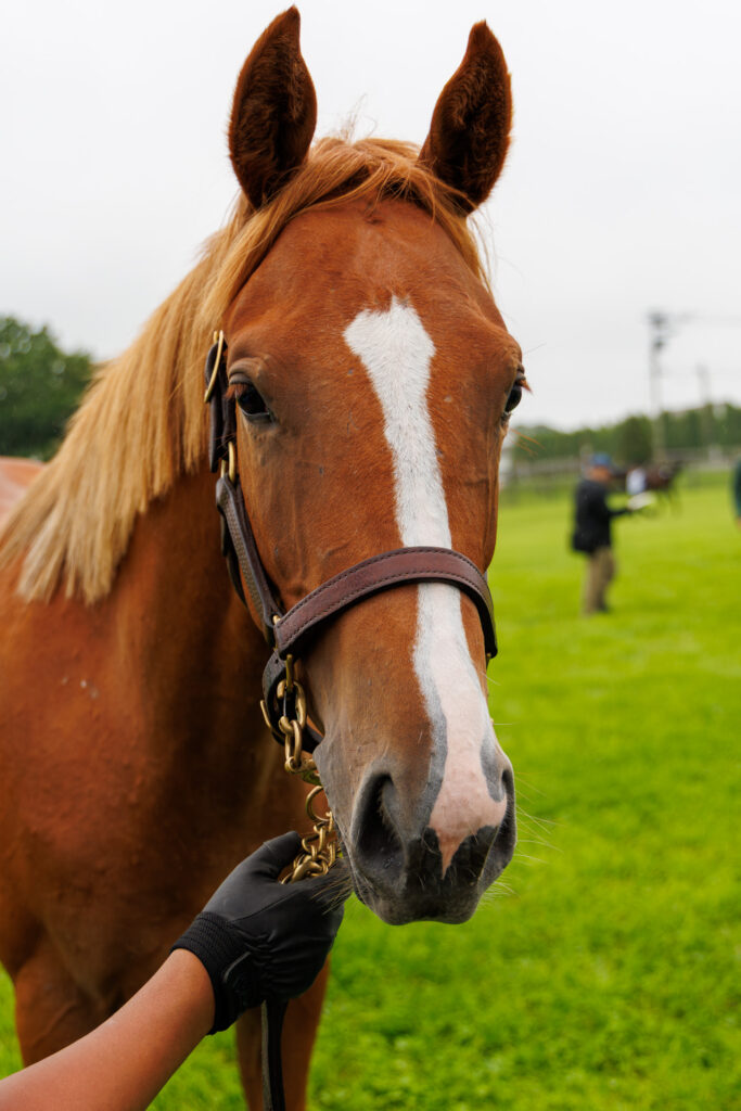 2026年シルク・ホースクラブ募集馬ツアーで訪れたノーザンファームYearling。「トーセンソレイユの25」の正面から顔をアップにした写真。
