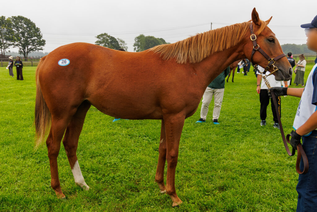 2026年シルク・ホースクラブ募集馬ツアーで訪れたノーザンファームYearling。「トーセンソレイユの25」を横から撮影した馬体の写真。