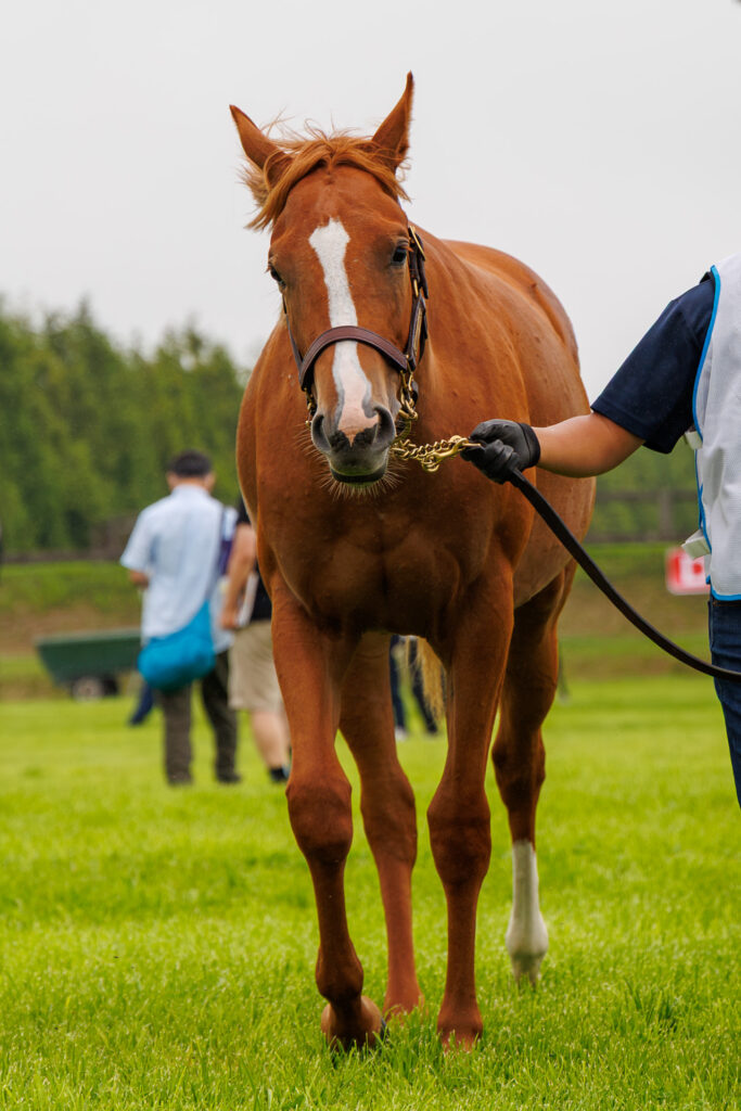 2026年シルク・ホースクラブ募集馬ツアーで訪れたノーザンファームYearling。「トーセンソレイユの25」が歩く姿を正面から撮影した写真。