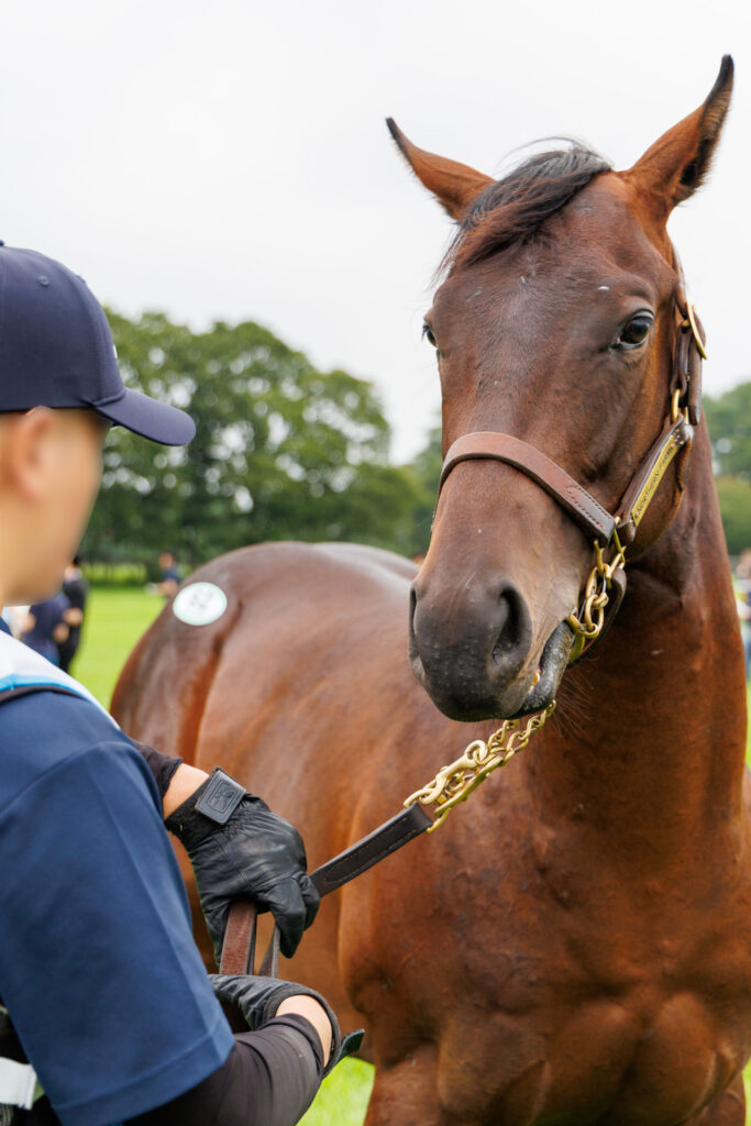 2026年シルク・ホースクラブ募集馬ツアーで訪れたノーザンファームYearling。「ウィクトーリアの25」の正面から顔をアップにした写真。