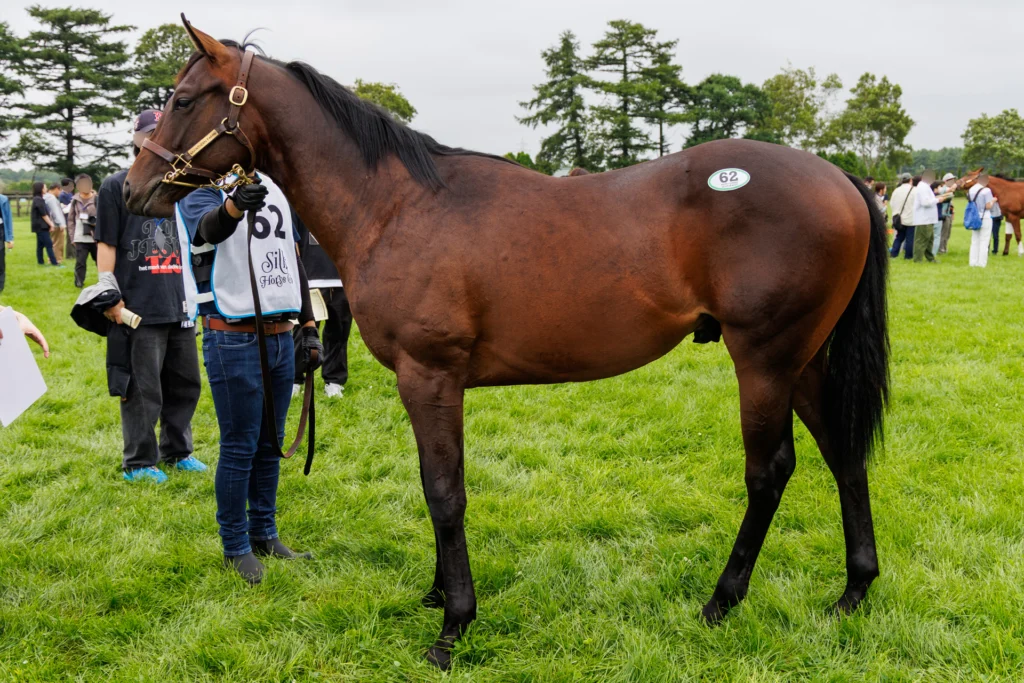 2026年シルク・ホースクラブ募集馬ツアーで訪れたノーザンファームYearling。「ウィクトーリアの25」を横から撮影した馬体の写真。