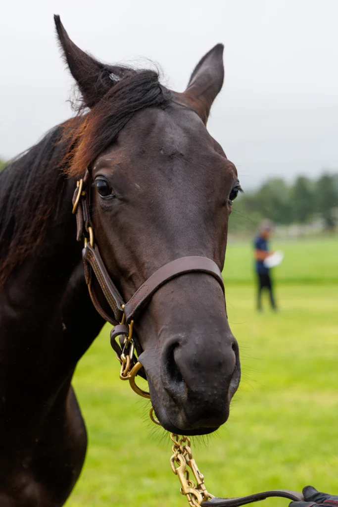 2026年シルク・ホースクラブ募集馬ツアーで訪れたノーザンファームYearling。「ワディハッタの25」の正面から顔をアップにした写真。