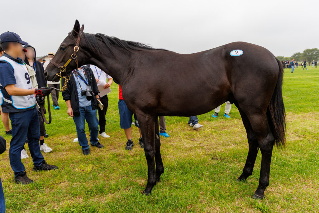 2026年シルク・ホースクラブ募集馬ツアーで訪れたノーザンファームYearling。「ワディハッタの25」を横から撮影した馬体の写真。