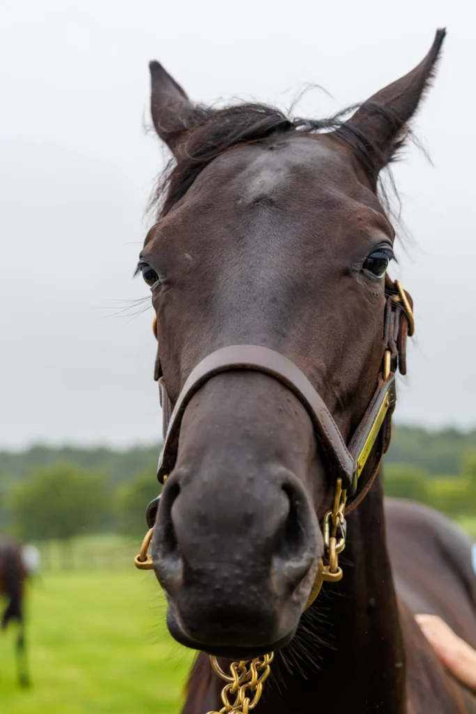 2026年シルク・ホースクラブ募集馬ツアーで訪れたノーザンファームYearling。「ワディハッタの25」の正面から顔をアップにした写真。