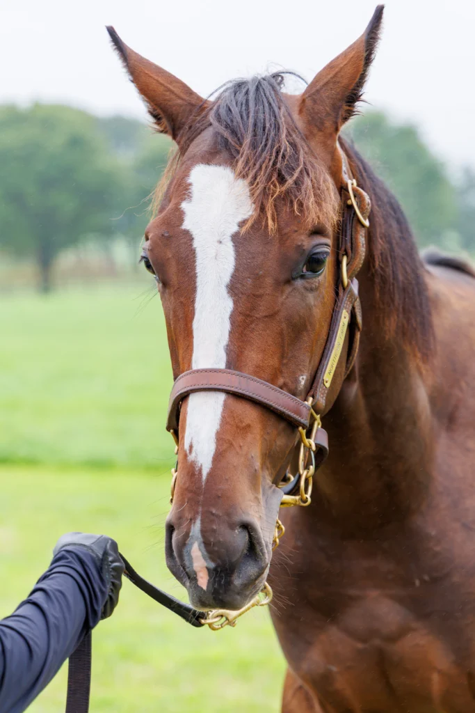 2026年シルク・ホースクラブ募集馬ツアーで訪れたノーザンファームYearling。「エクセレンスの25」の正面から顔をアップにした写真。