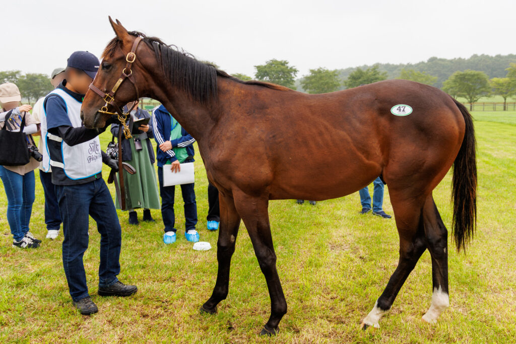 2026年シルク・ホースクラブ募集馬ツアーで訪れたノーザンファームYearling。「エクセレンスの25」を横から撮影した馬体の写真。