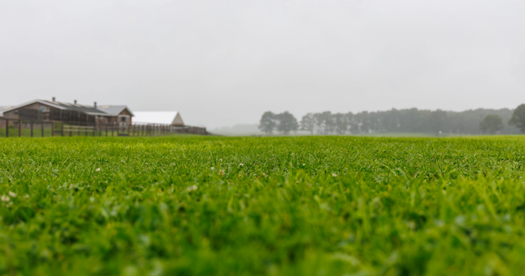 2026年シルク・ホースクラブ募集馬ツアーで訪れたノーザンファームYearlingでの風景を撮影した写真。