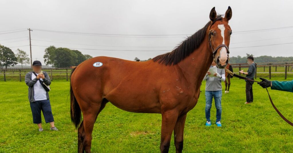 2026年シルク・ホースクラブ募集馬ツアーで訪れたノーザンファームYearling。「リンフォルツァンドの25」を横から撮影した馬体の写真。